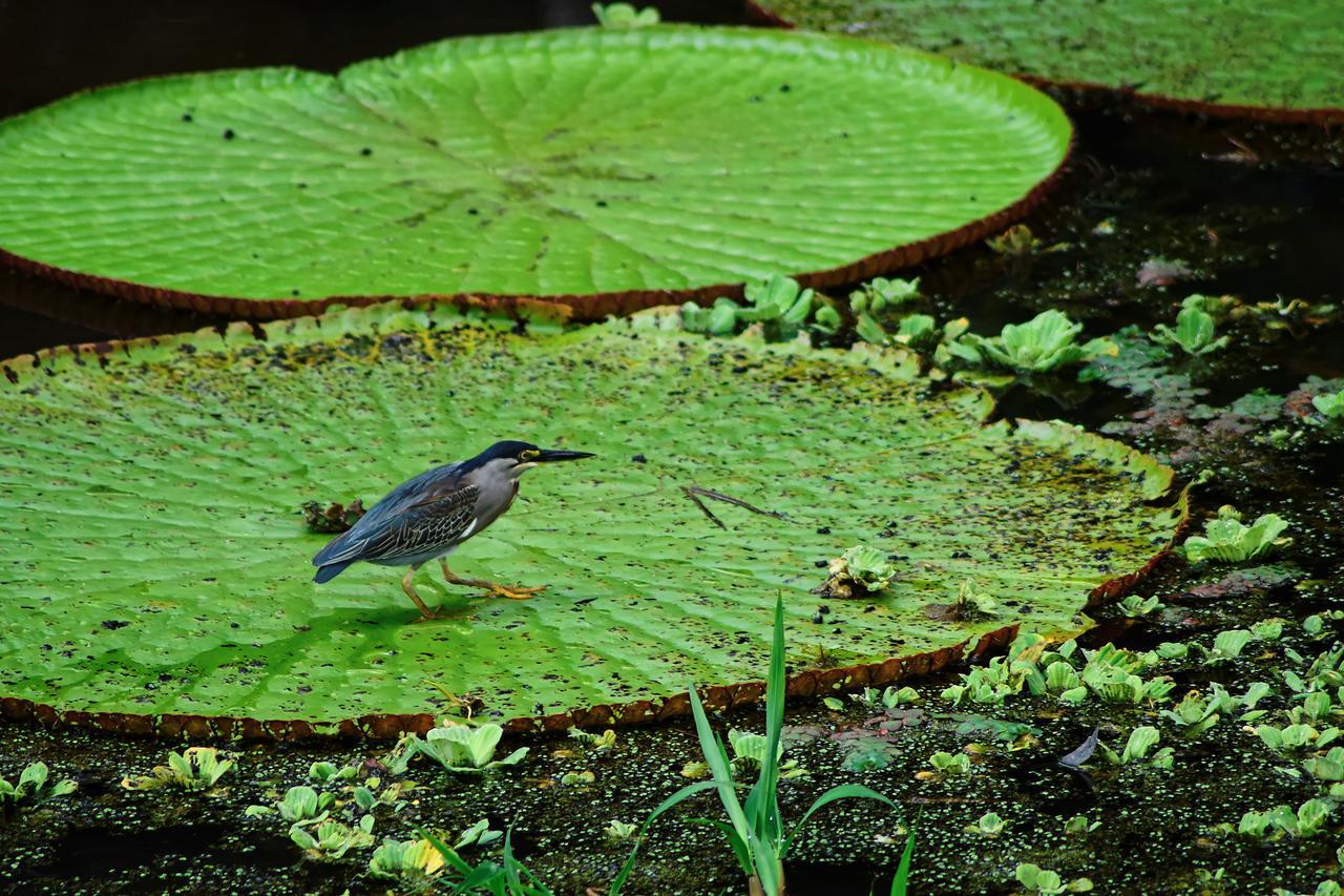 Hotel Eware Refugio Amazonico Puerto Nariño Zewnętrze zdjęcie